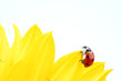 Leinwanddruck Bild ladybug on sunflower