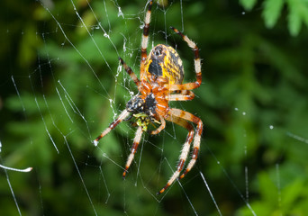 Canvas Print - Spider on spider-web 14