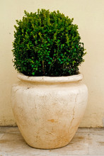 Plant In Big Ceramic Pot