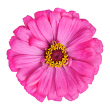Blossoming Pink Zinnia Elegans Isolated On White