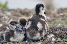 Young Egyptian Geese