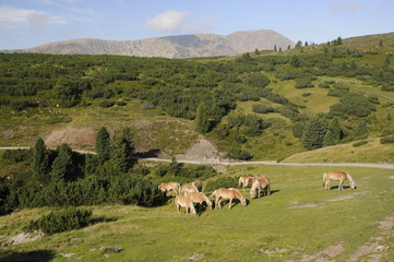 Poster - Haflinger am Villanderer Berg