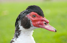 Muscovy Duck Profile