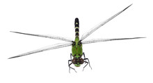 Eastern Pondhawk Dragonfly, Erythemis Simplicicollis