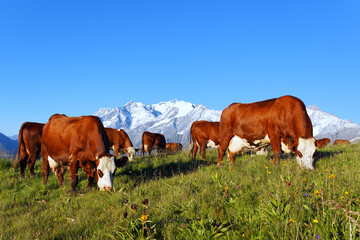 Poster - vaches d'altitude