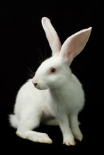 White Rabbit On A Black Background