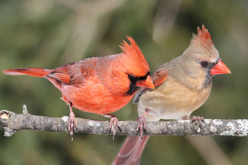 Aufkleber - Pair of Northern Cardinals