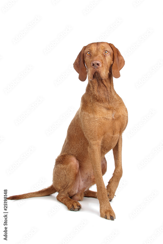 Photo Art Print Hungarian Wire Haired Vizsla Isolated On A White
