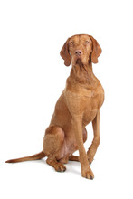 Hungarian Wire Haired Vizsla Isolated On A White Background