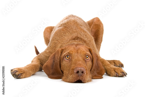 Hungarian Wirehaired Vizsla Puppy Isolated On A White Background