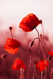 Fototapeta  - Red Poppies in Meadow