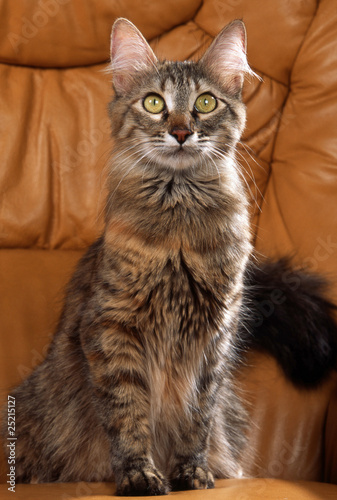 Jeune Angora Turc Tigre Sur Le Canape Stock Photo Adobe Stock Jeune Angora Turc Tigre Sur Le Canape Stock Photo Adobe Stock