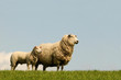 Schaf mit Lämmchen