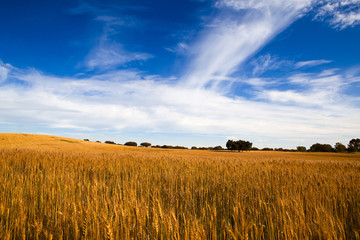 Wall Mural - Yellow wheat field