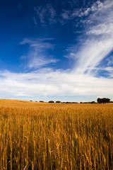 Wall Mural - Yellow wheat field