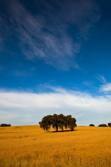 Wall Mural - Yellow wheat field