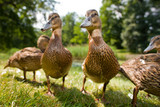 Fototapeta Krajobraz - Cute ducklings