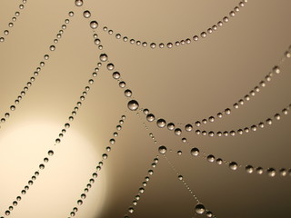 Spider net with water drops