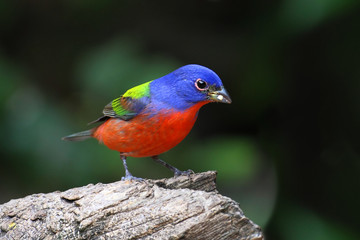 Wall Mural - Painted Bunting (Passerina ciris)