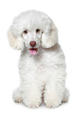 Sticker - White poodle