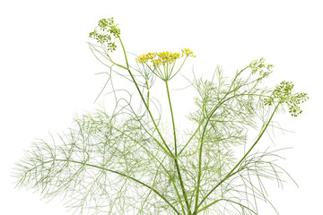 Sticker - Fresh flowering fennel