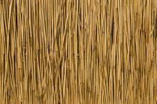 Texture Of Cane Dry