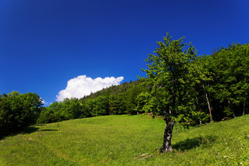 Sticker - Wiese in den Alpen