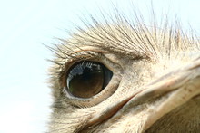 Ostrich: Head Close Up