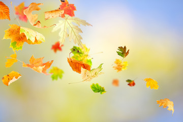 Wall Mural - falling autumn leaves