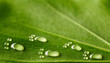 Leinwandbild Motiv Water footprints on leaf