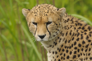 Cheetah