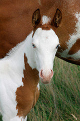 Wall Mural - Painthorse Fohlen