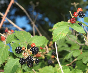 Poster - Brombeeren am Strauch