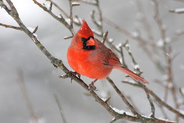 Wall Mural - Cardinal In Snow