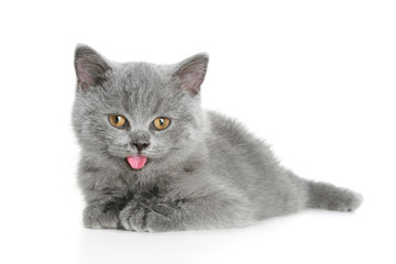 Canvas Print - british grey kitten (3 months)