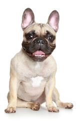 Wall Mural - Happy French bulldog