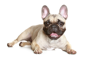 Sticker - French bulldog