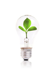 Wall Mural - eco concept: lightbulb with green plant inside