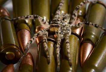 Wall Mural - Spider ready for attack over military munitions