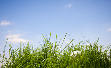 Poster - Tennis ball lost in grass