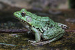 Bright Green Bullfrog