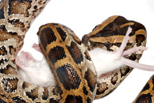 Boa Snake Eat Rat