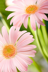 Closeup of two pink daisy-gerbera