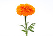 Orange Marigold (Tagetes)