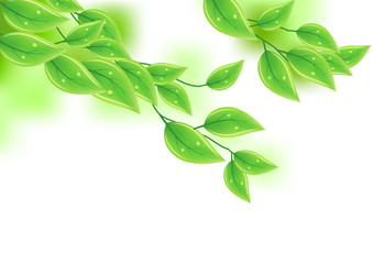 Wall Mural - Isolated branch with green leaves