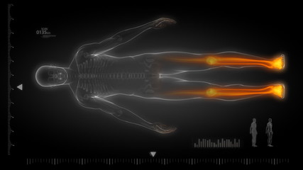 Wall Mural - Human body scan with visible skeleton