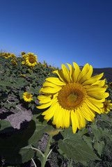 Wall Mural - Sunflowers on a Tuscan Meadow