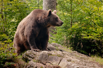 brown bear