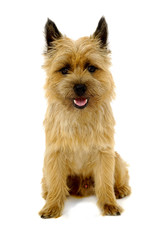 Poster - Happy dog - Cairn Terrier