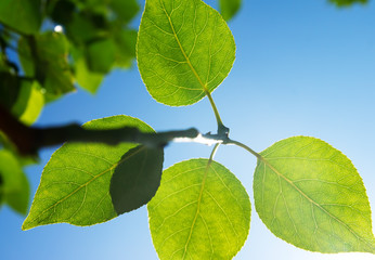 Wall Mural - Green branch in sunny day